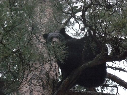 All-Inclusive 5-day Black Bear hunts- $4,500